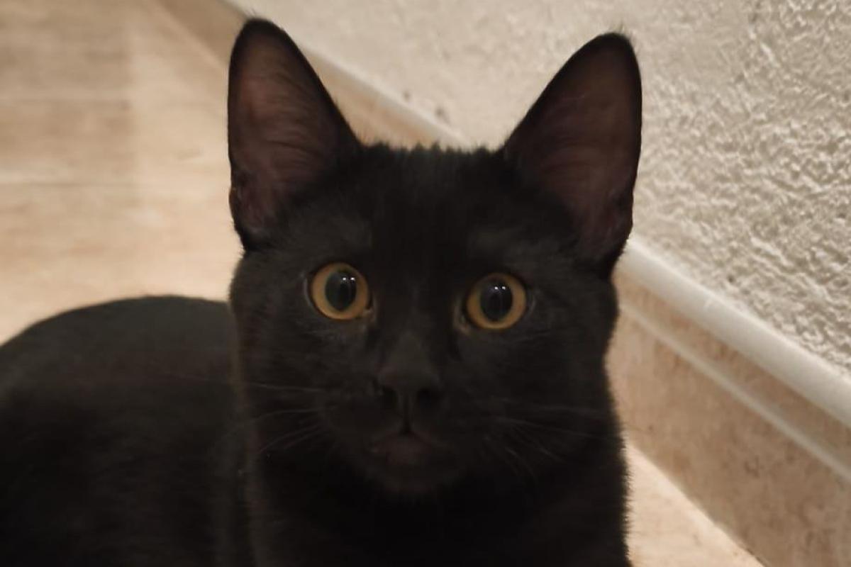 Nico