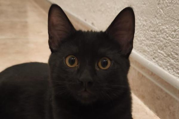 Nico