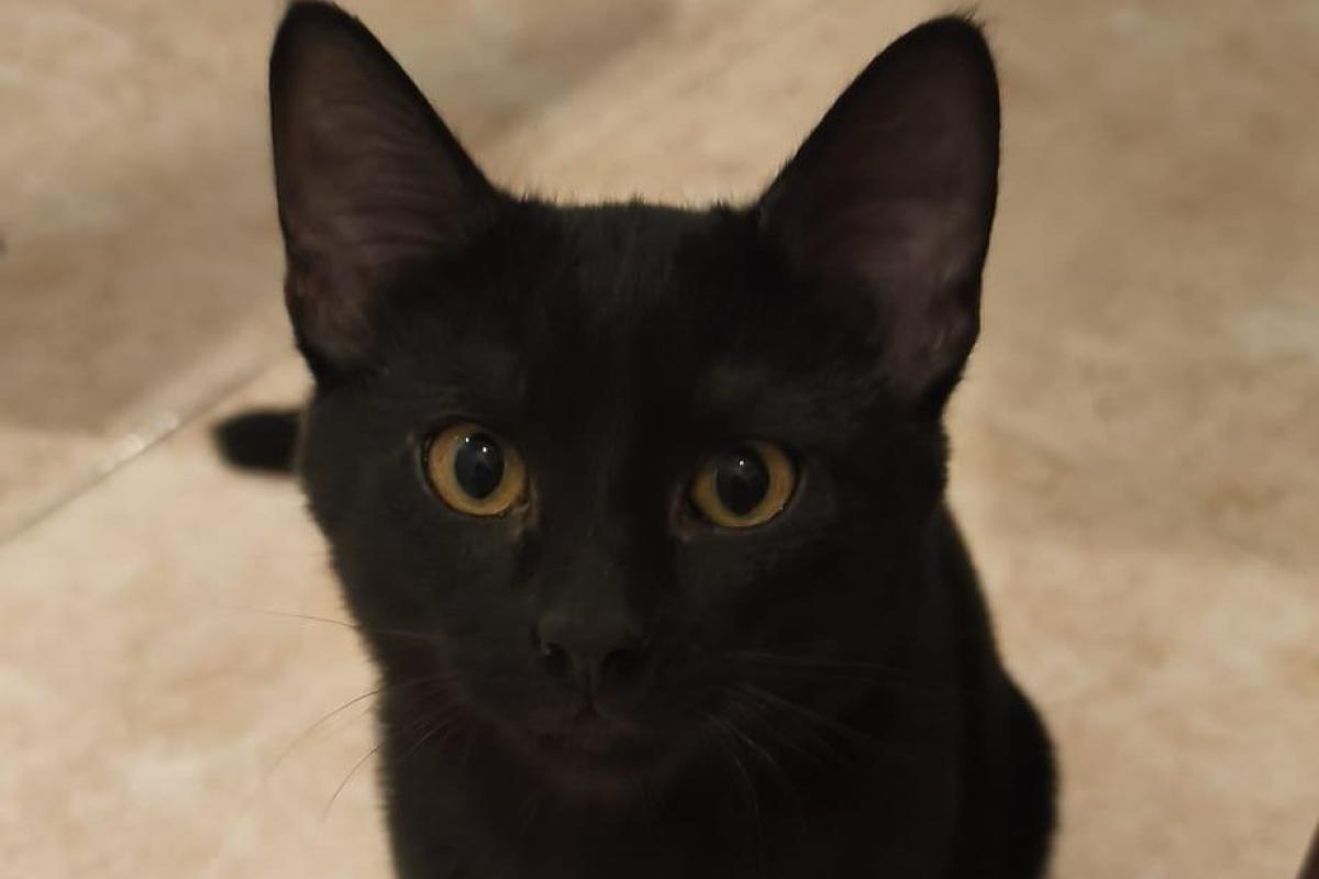 Nico