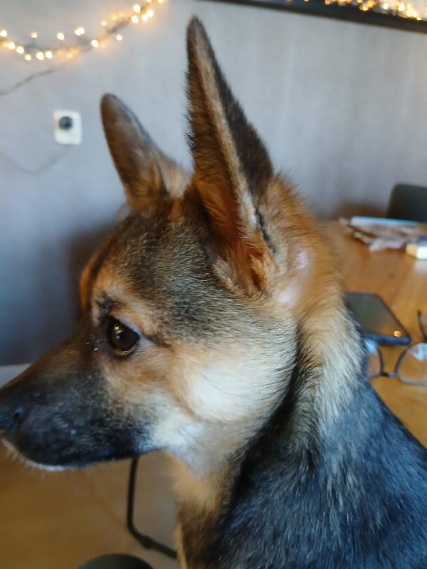 Bram