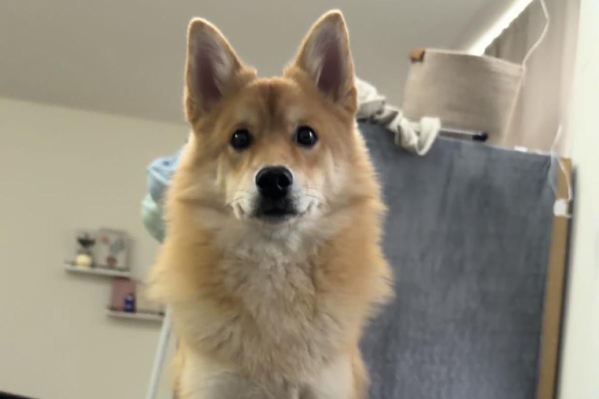 Teddy