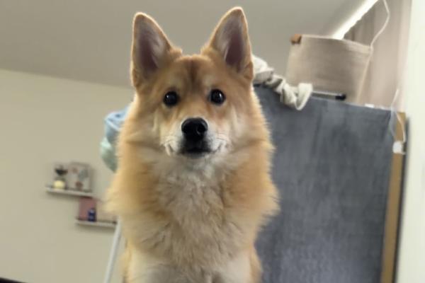 Teddy