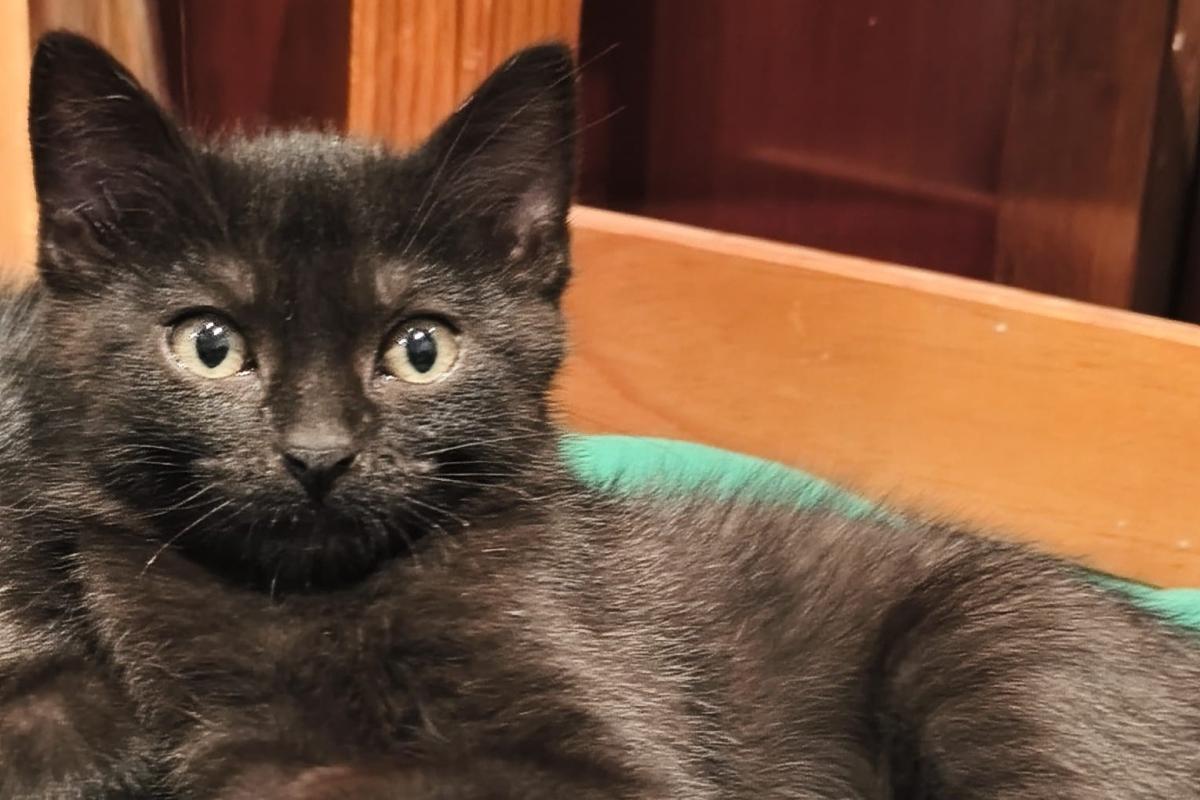Ken