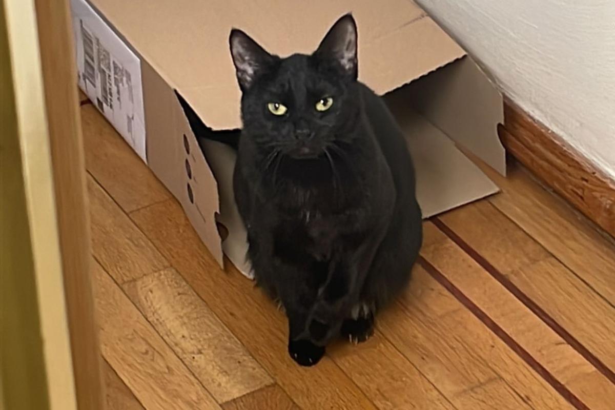 Obi