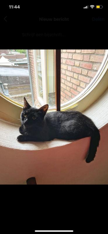 Obi