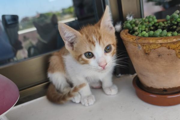 Nacho