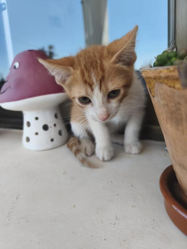Nacho