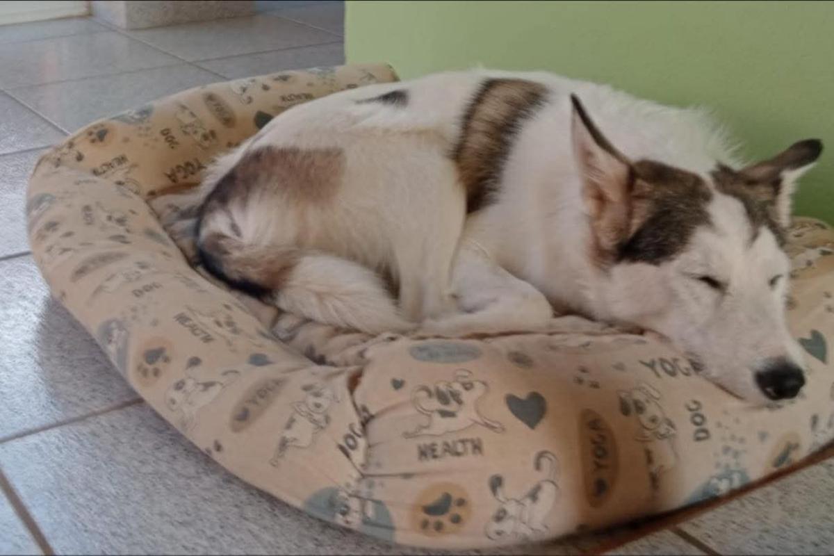 Obi