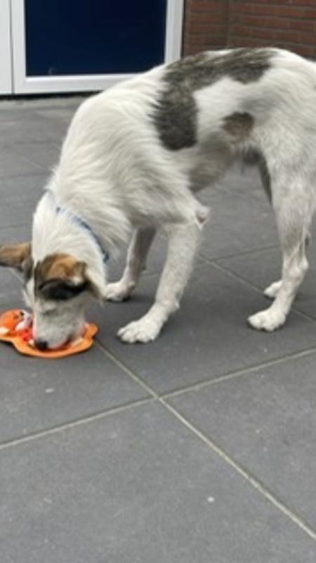 Obi