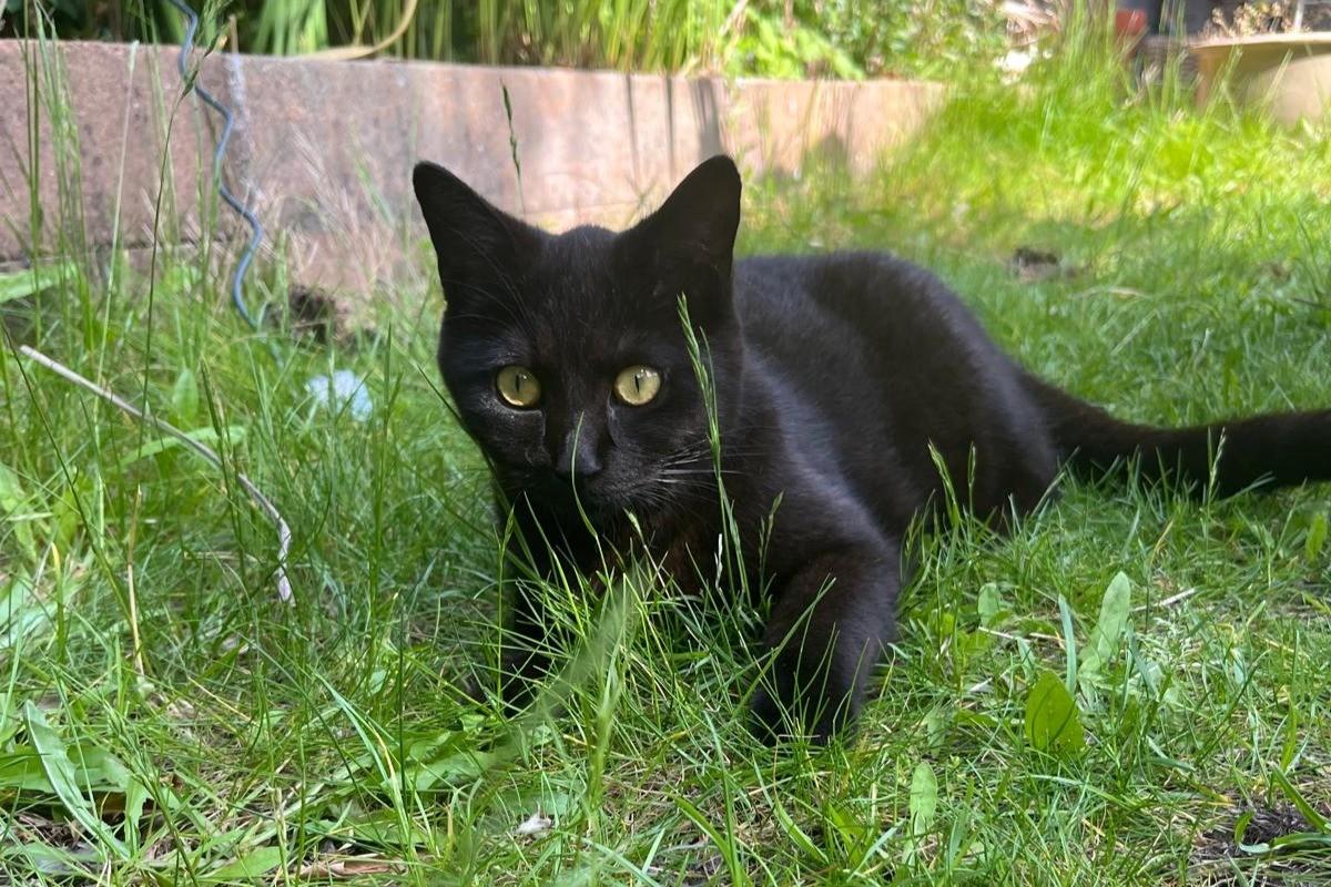 Simba