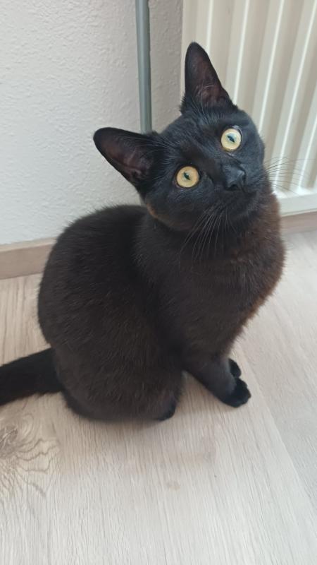 Simba