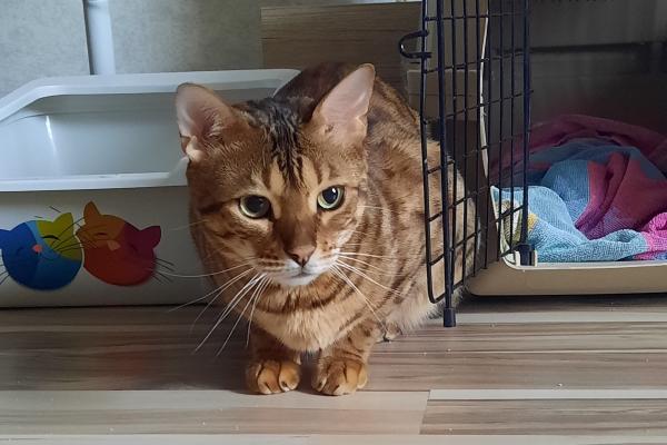 Simba