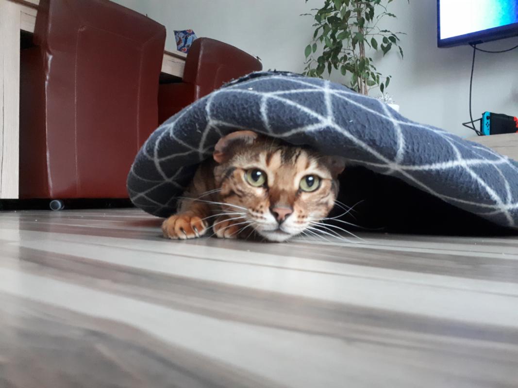 Simba