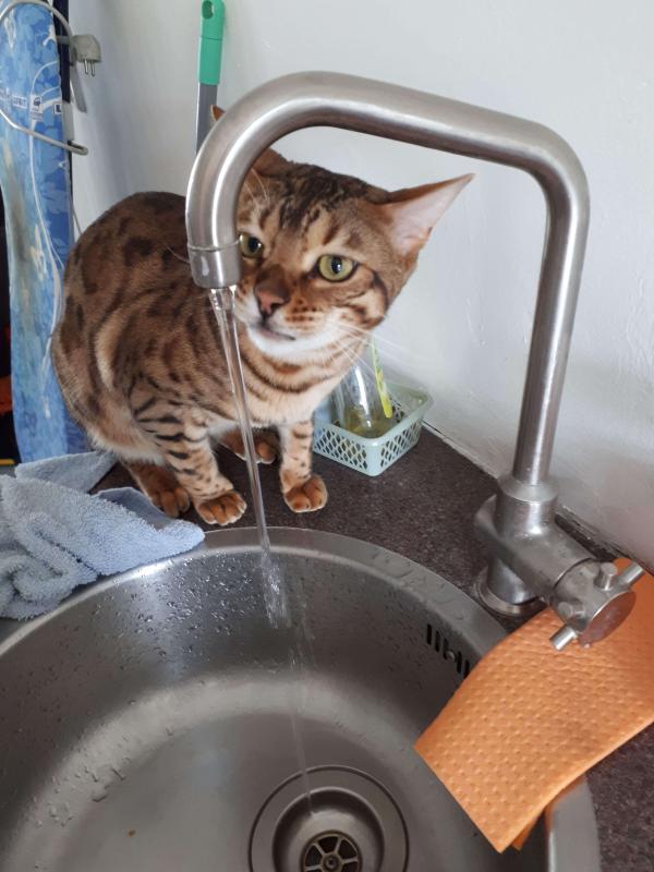 Simba