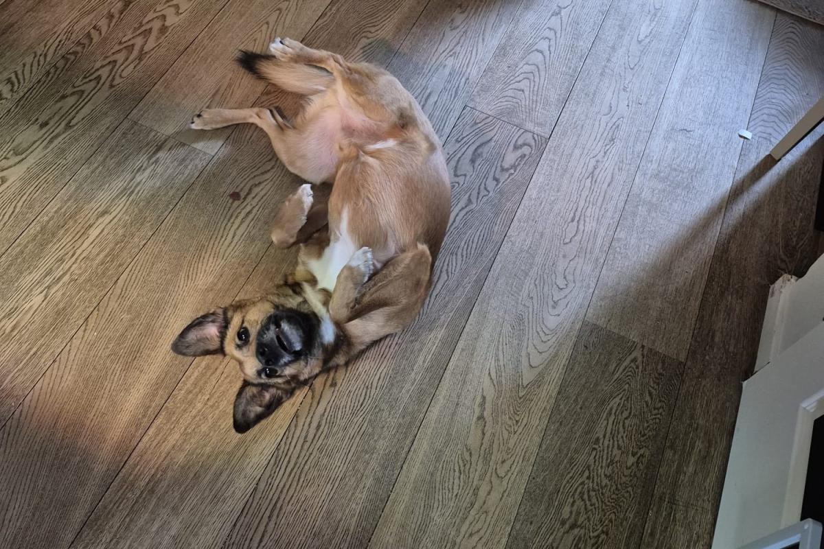 Rocco