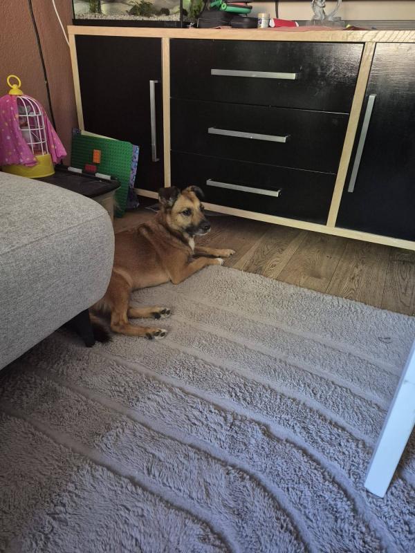 Rocco