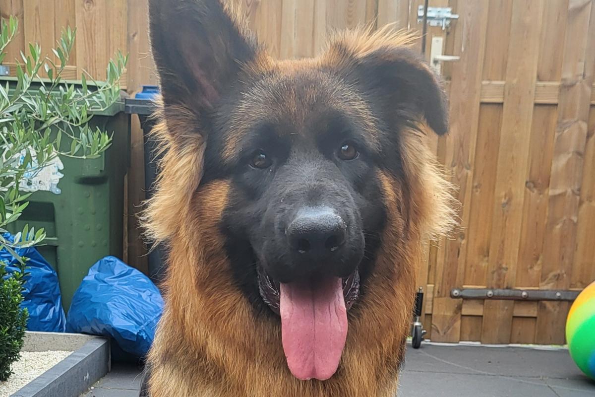 Rollo