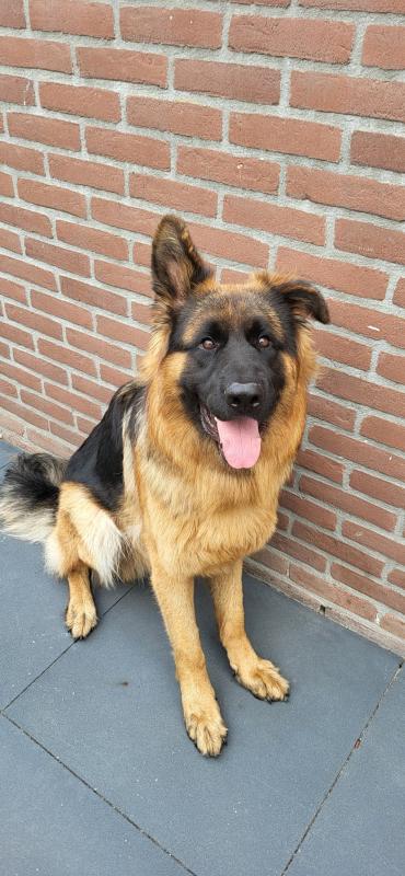 Rollo