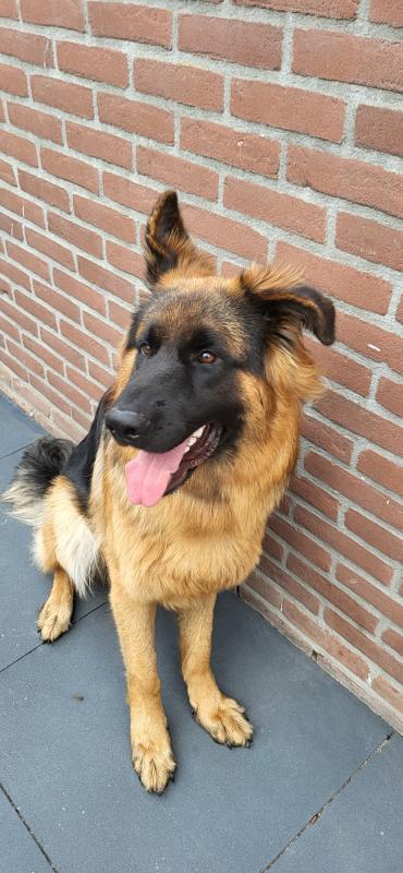 Rollo