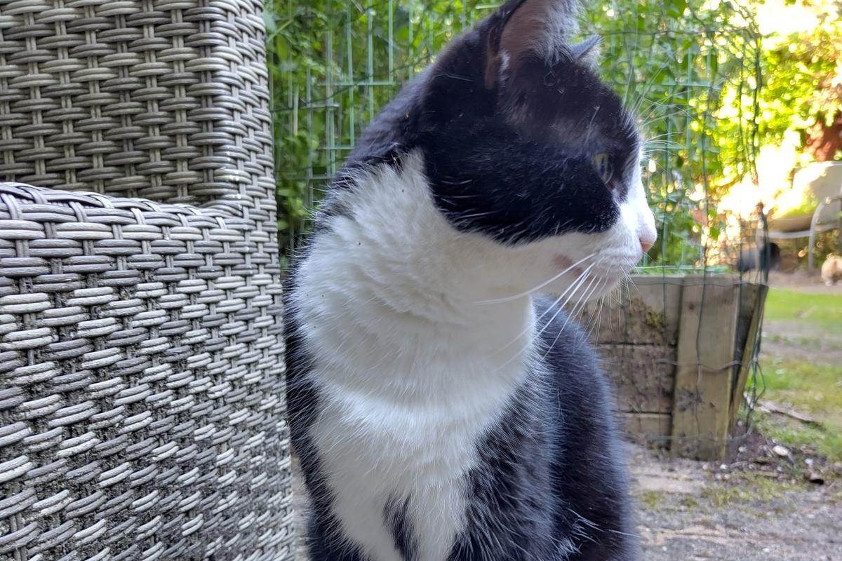 Luca