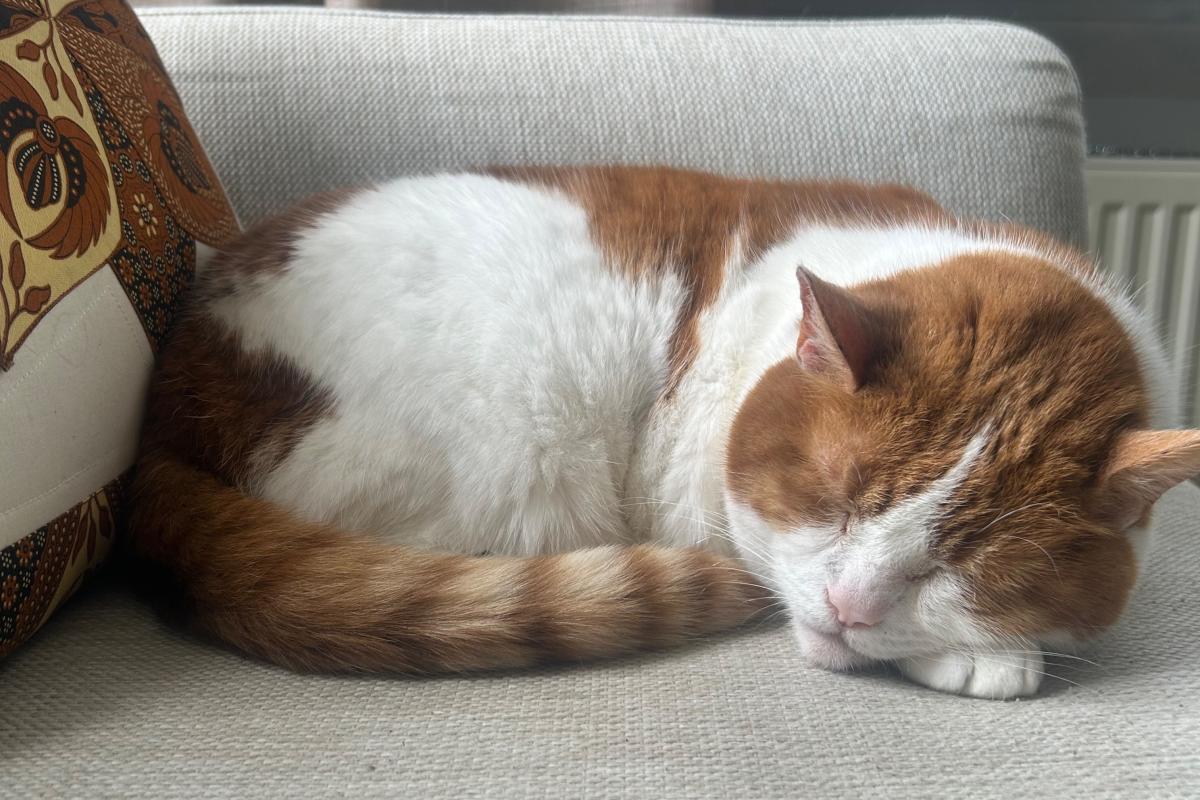Tijger