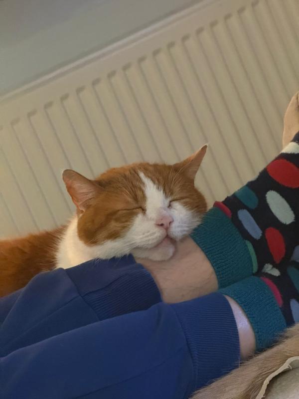 Tijger