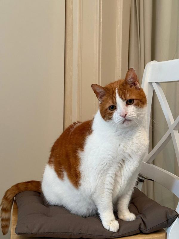 Tijger