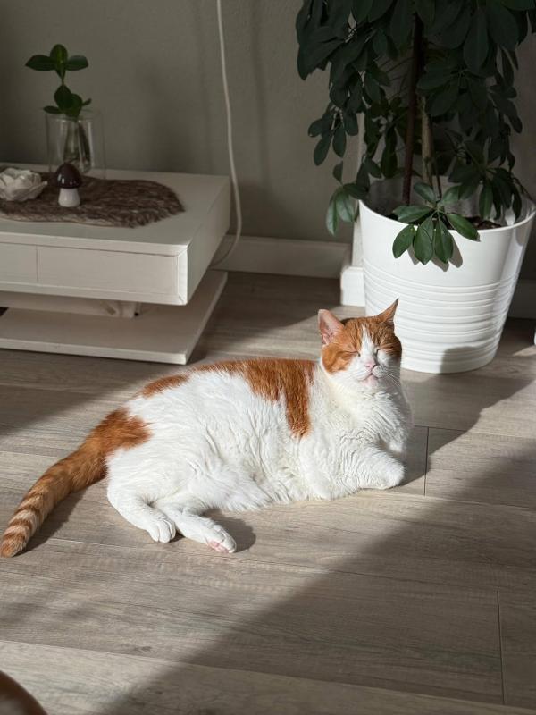 Tijger