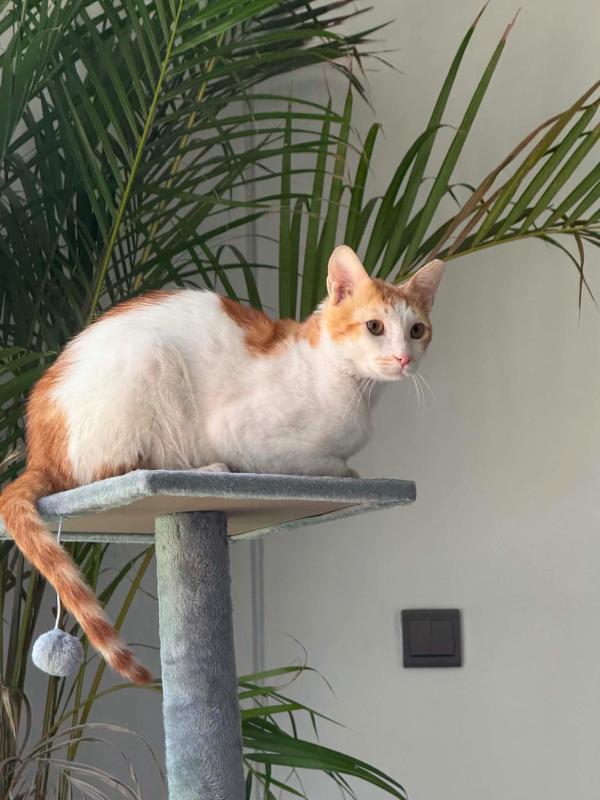 Simba