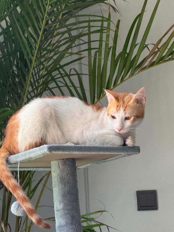 Simba