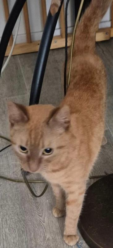 Yoda