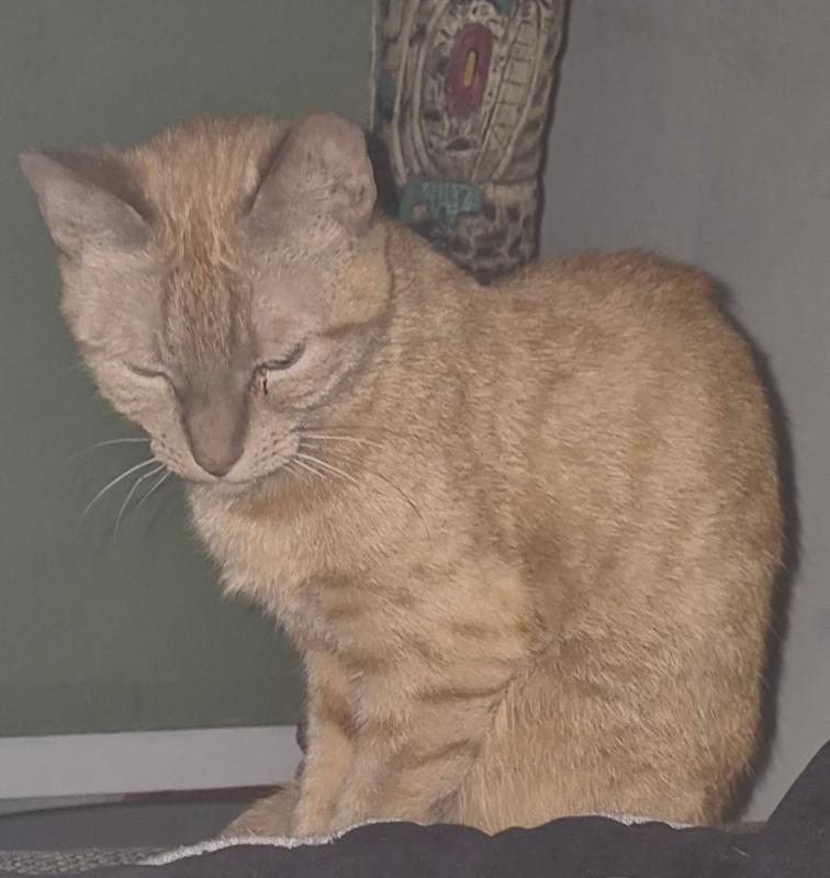 Yoda