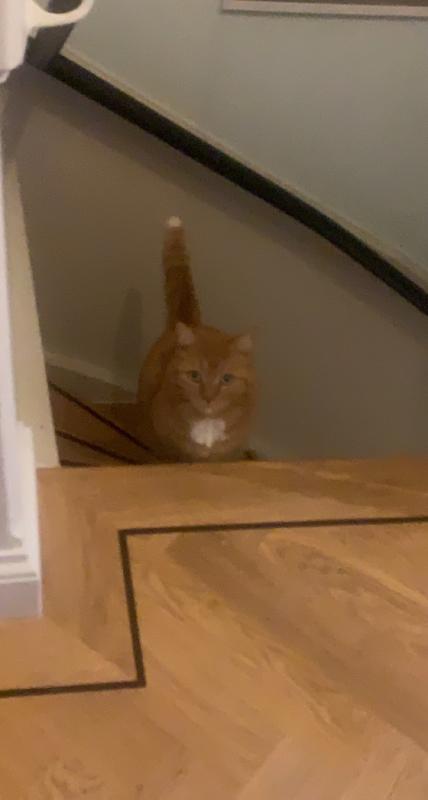 Ziggy