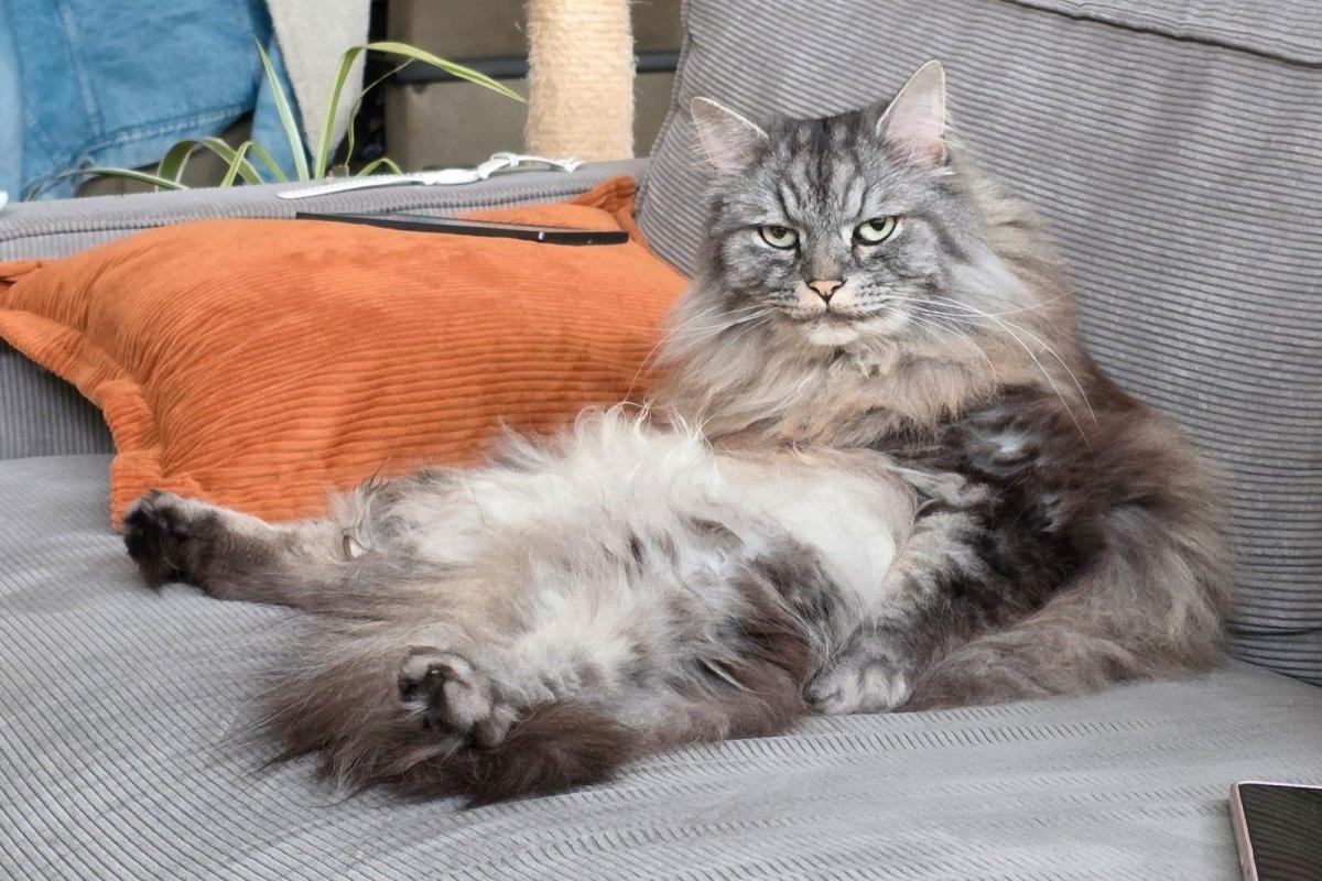 Herman
