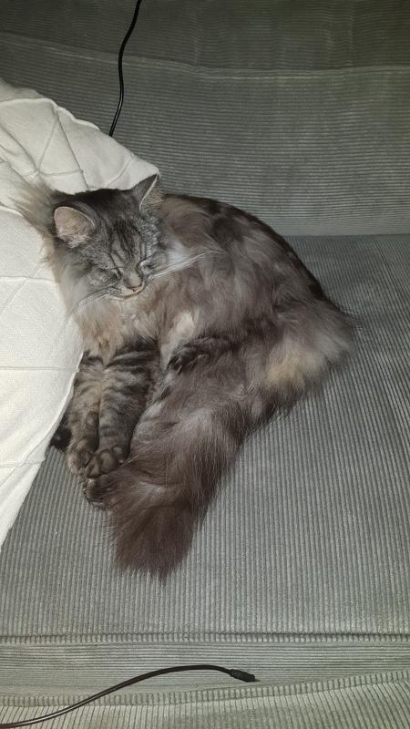 Herman