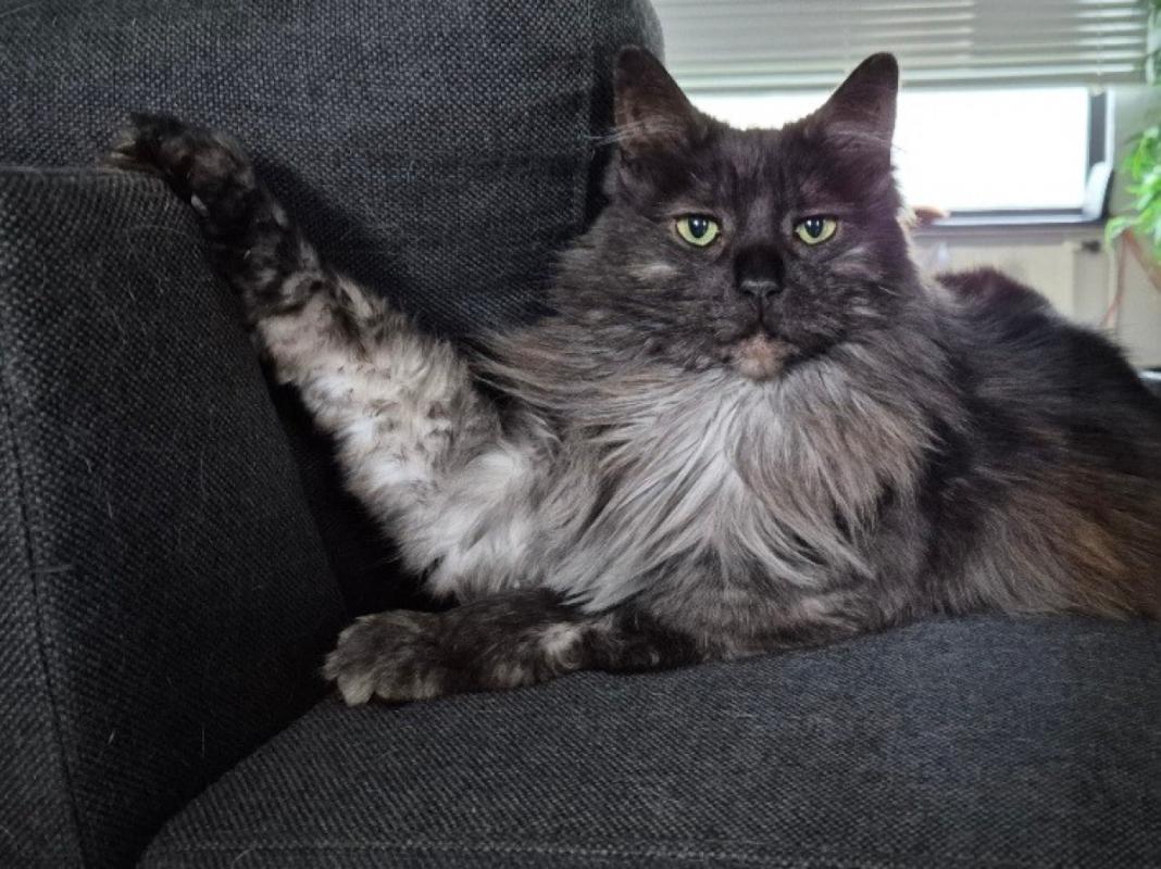 Kiara