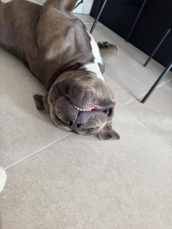 Kimbo