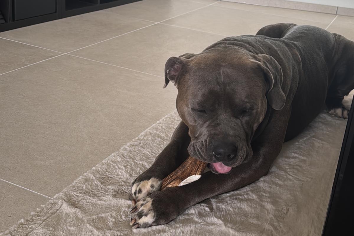 Kimbo