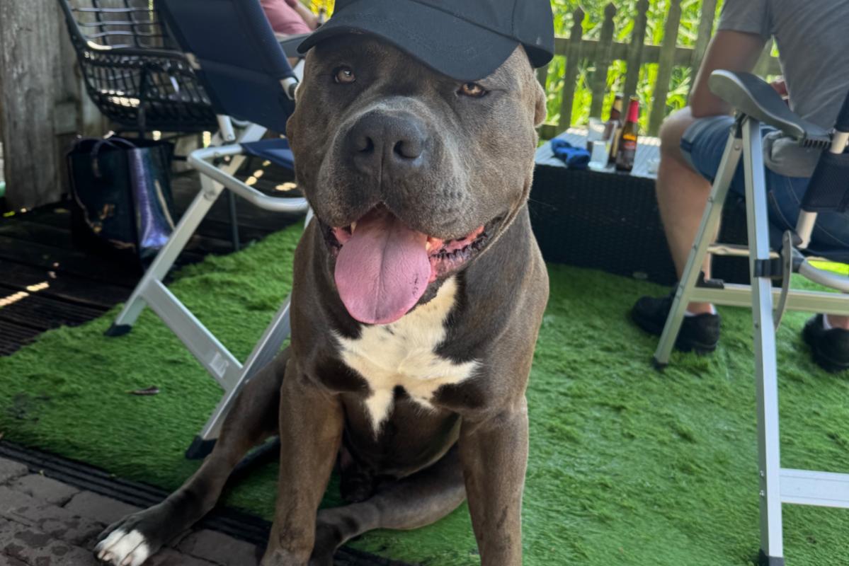 Kimbo