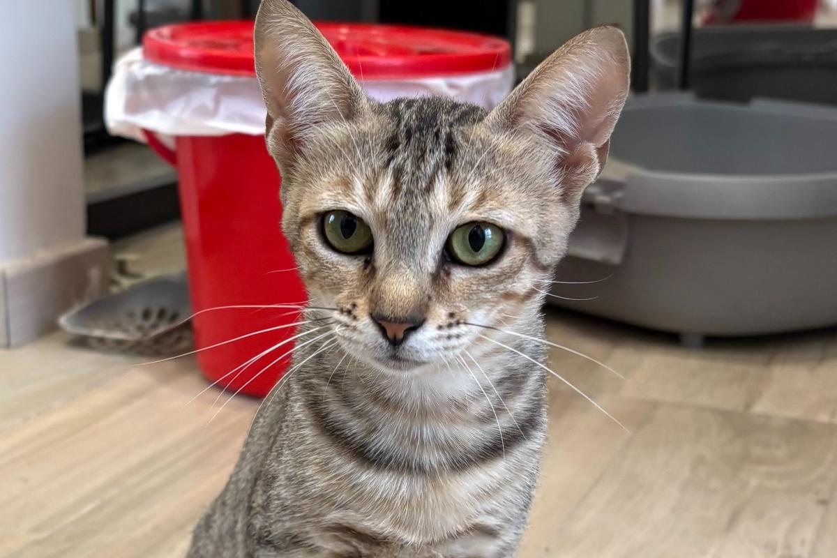 Mila
