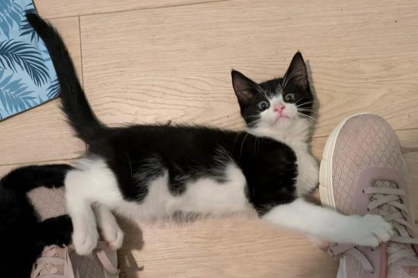 Alfie