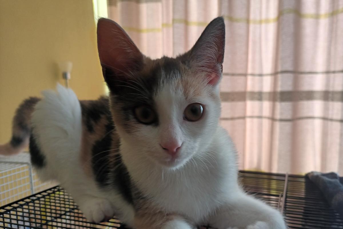 Perla