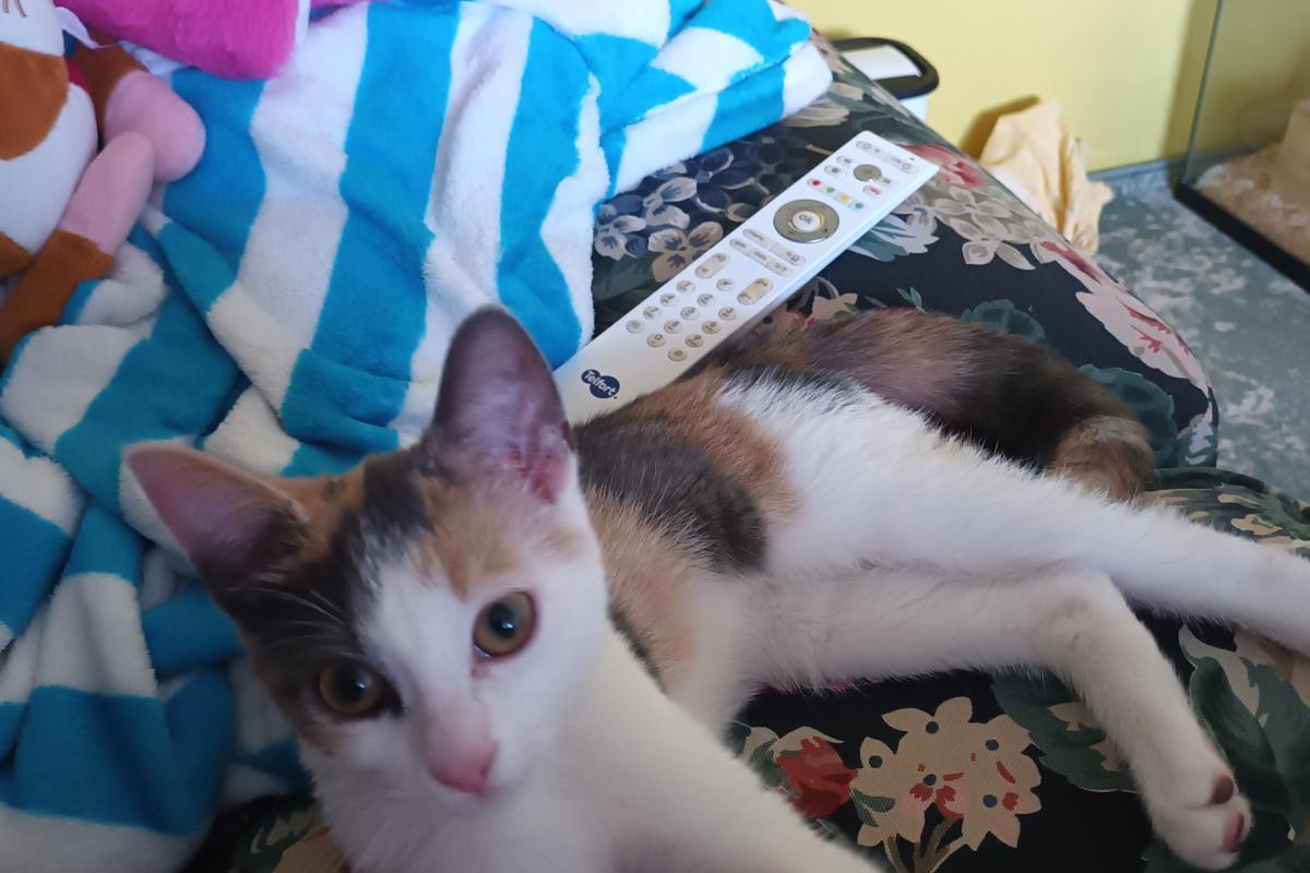 Perla