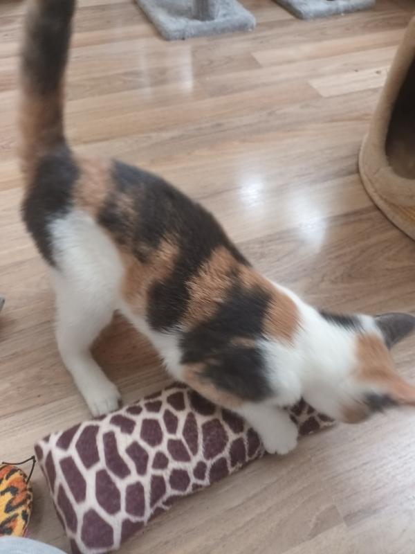 Perla