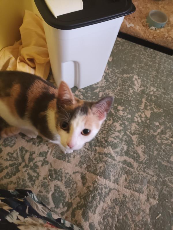 Perla