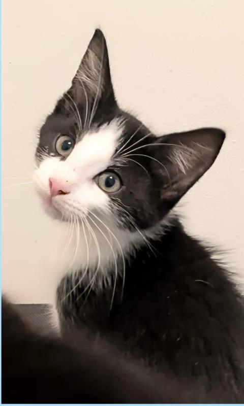 Archie