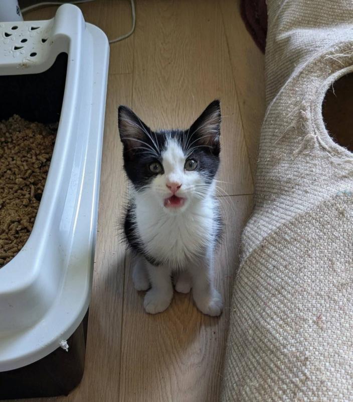 Archie