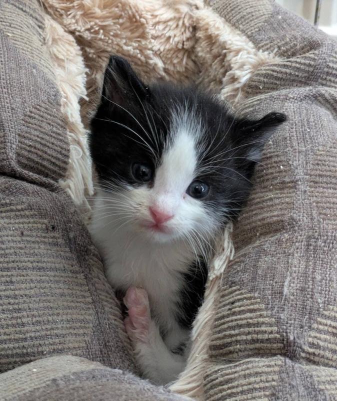 Archie
