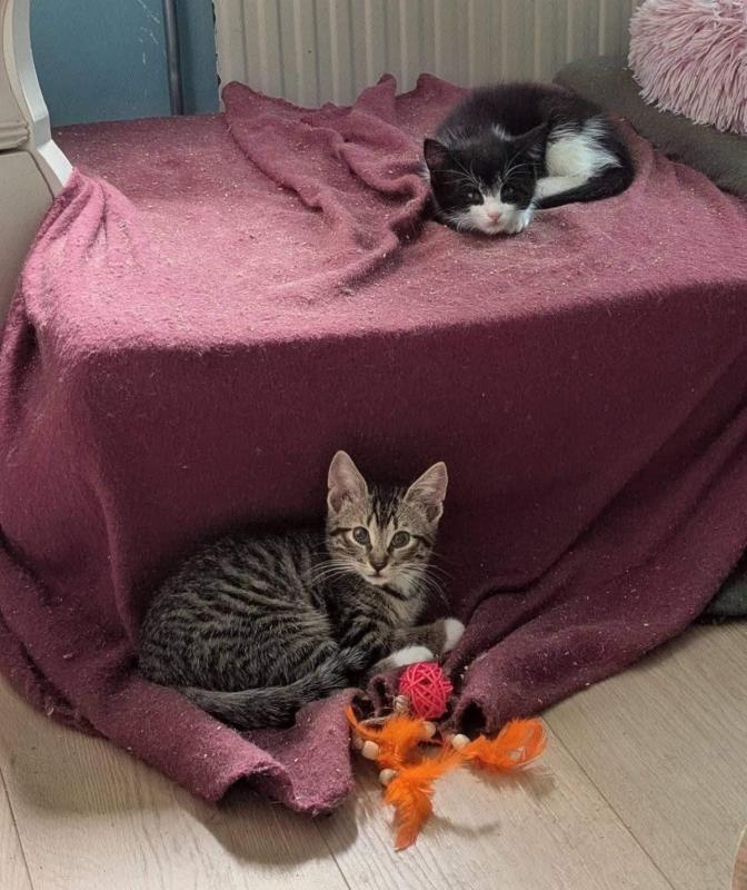 Fritsje