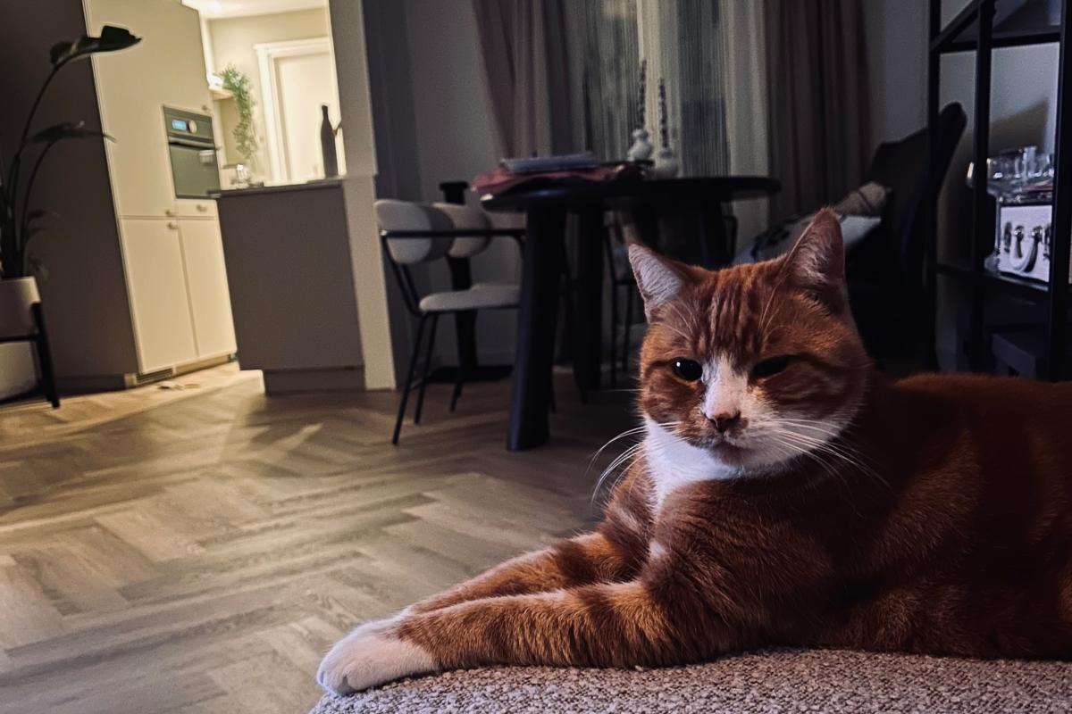 Bowie
